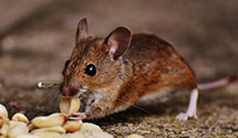 24 Hour & Emergency Exterminators in Lake Hughes, CA